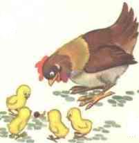 racconti di animali