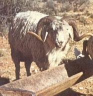 racconti di Luigi Malerba