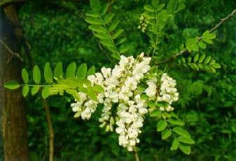 piante natalizie, vischio, stella di Natale, bucaneve, elleboro