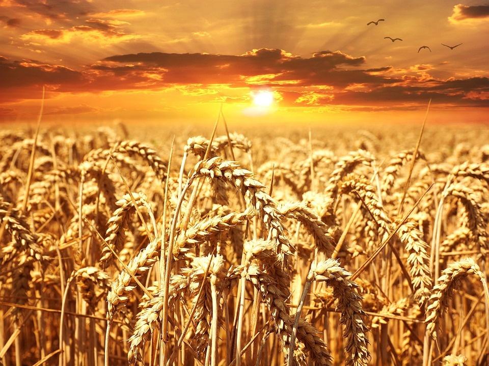 Poesia di Giovanni Papini  Il grano