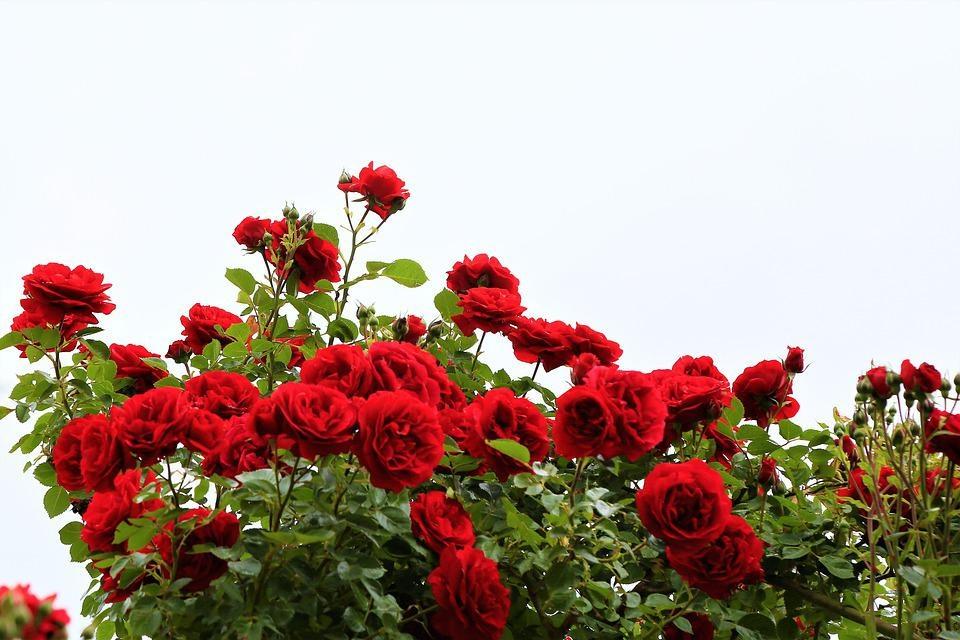 Poesia di Pietro Mastri Le rose di Maggio 