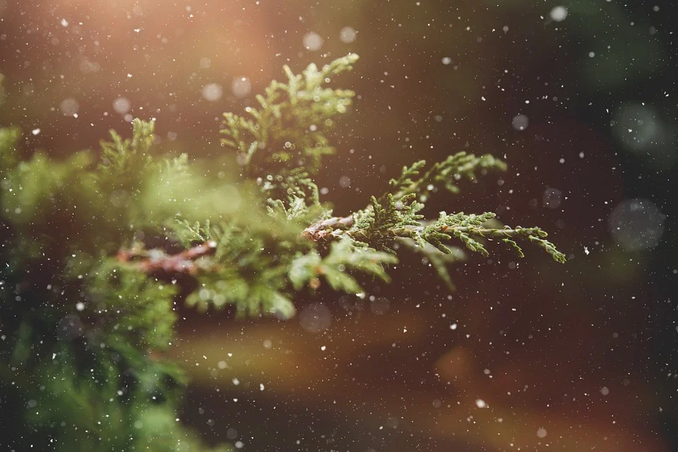 Racconto di Natale  Il primo albero di Natale