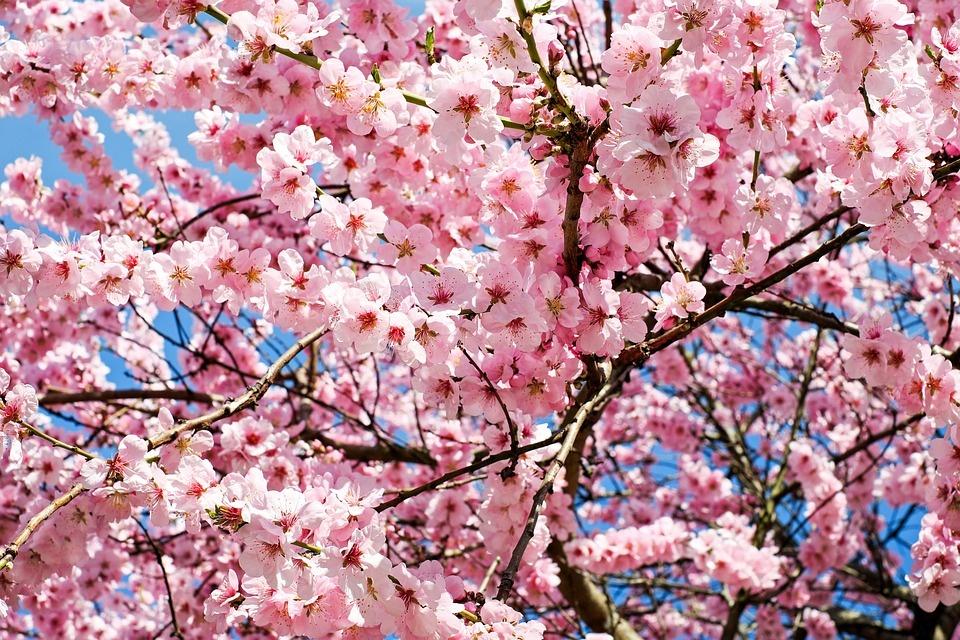 Poesia di Milly Dandolo - Mattino di Pasqua
