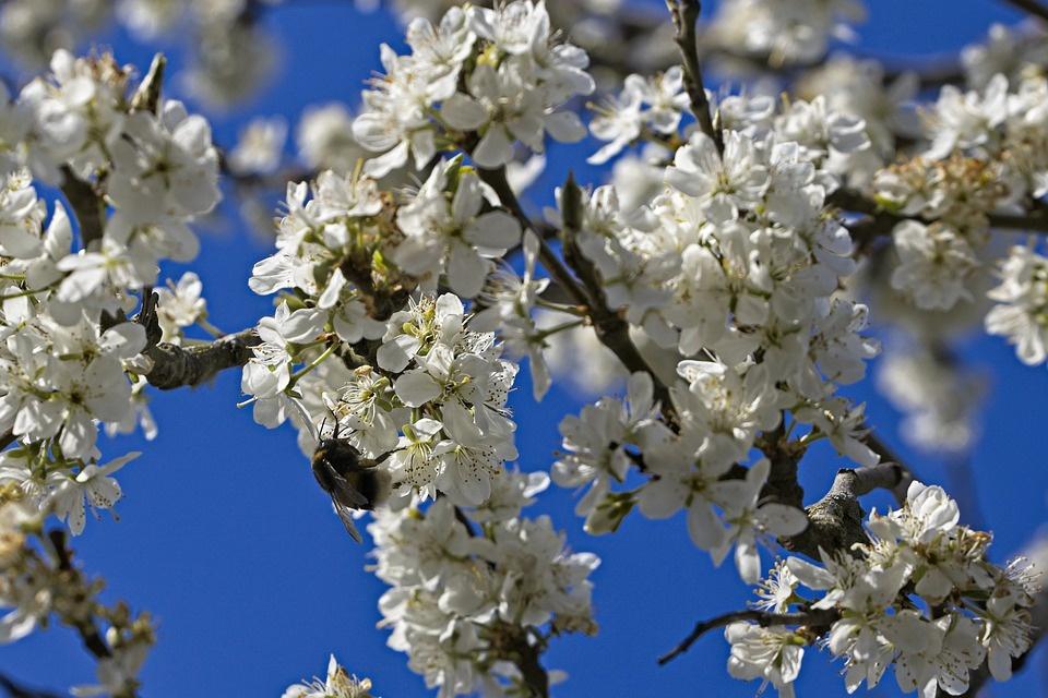 Poesia di Giovanni Pascoli - Primavera