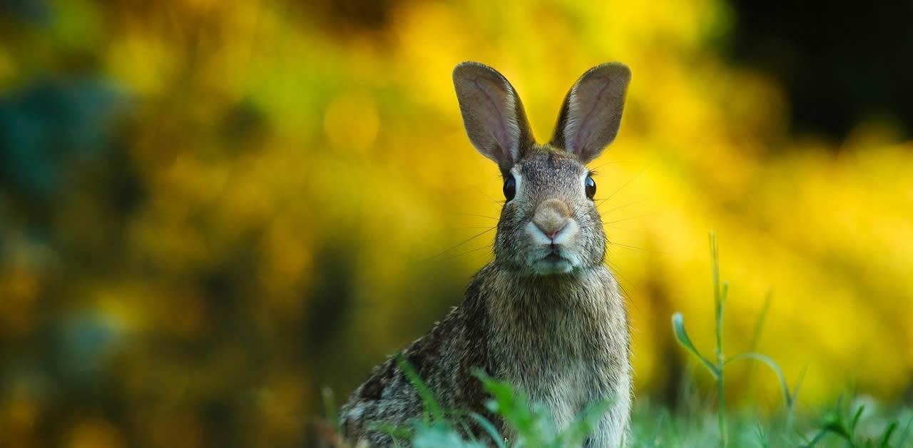 Poesia di Domenico Marras Fauna a congresso