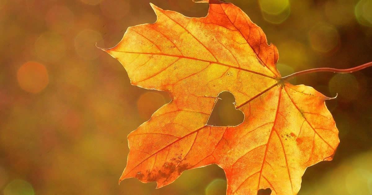 Poesia di Francesco Paolo Catanzaro - Metamorfosi d'autunno