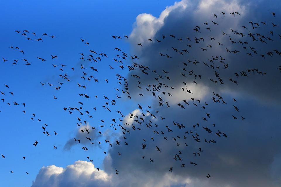 Poesia Tanka di Laura Lapietra