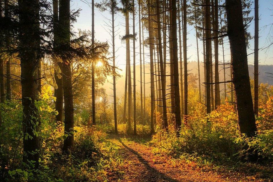 Poesia di Massimo Bena Albero fra gli alberi