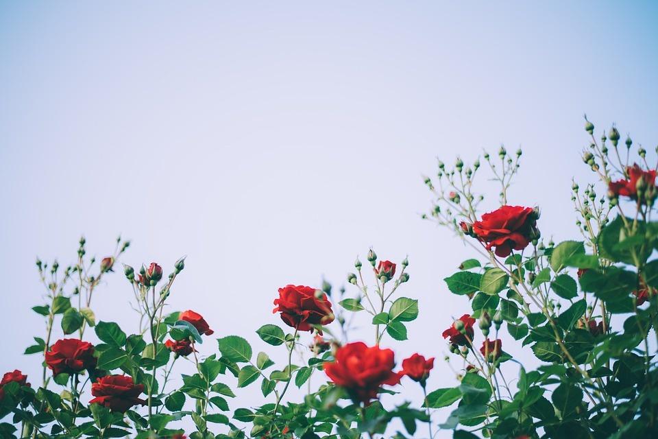 Poesia di Massimo Bena Come il rovo e la rosa
