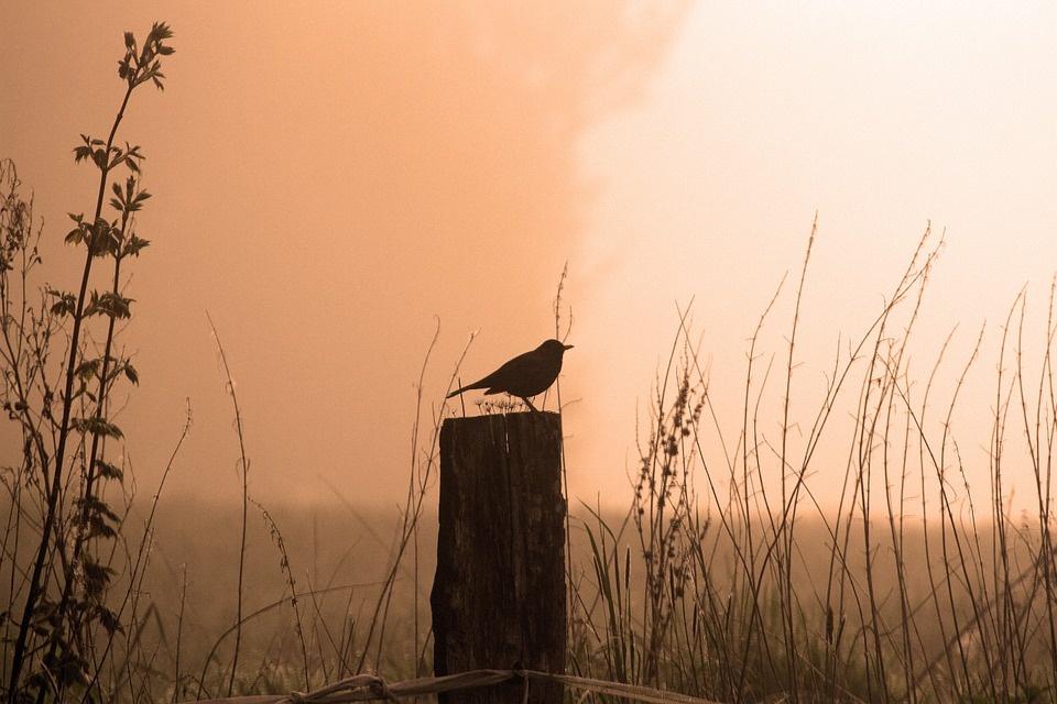 Poesia di Massimo Bena I giorni di domani