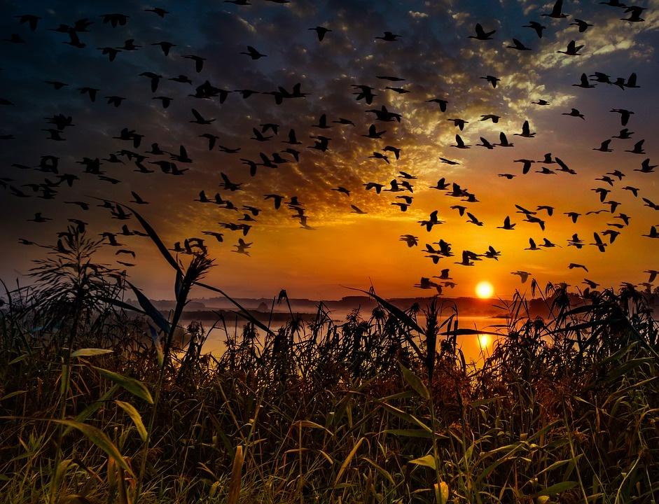 Poesia di Massimo Bena La canzone delle mille rondini