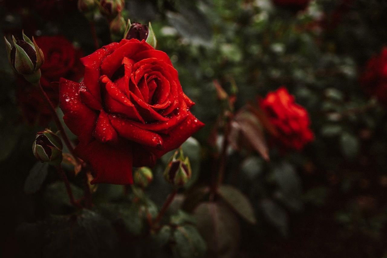 Poesia di Massimo Bena Purpurea rosa