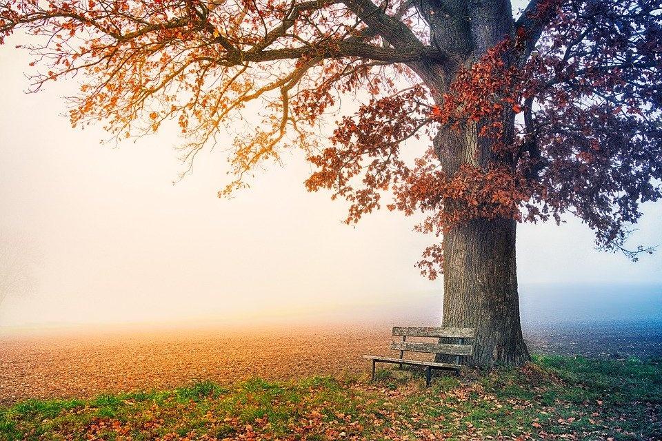 Poesia di Vincenzo Fiaschitello Venerando albero