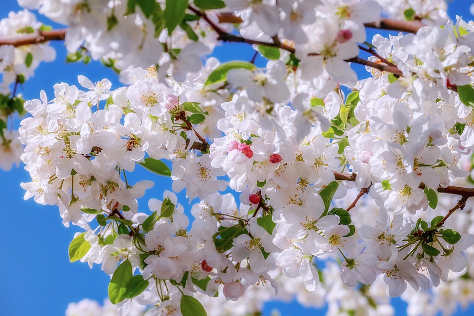 Poesia di Cesare Pavese - Primavera 