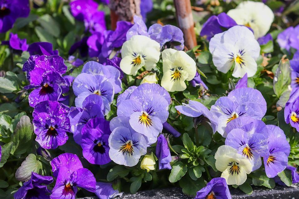 Ode a un ciuffo di violette di Pablo Neruda