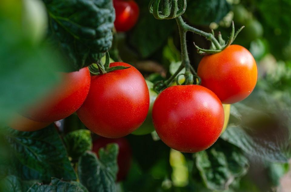 Ode al pomodoro di Pablo Neruda